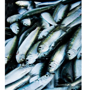Gefrorene Sardine