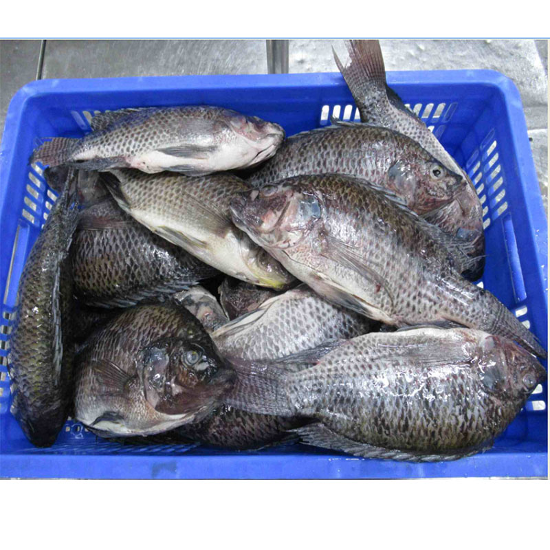 Gefrorene Tilapia ganze Runde