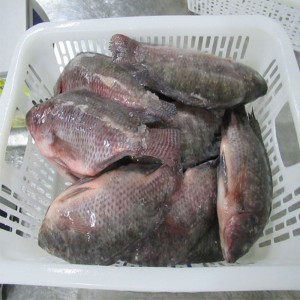 Gefrorene Tilapia ganze Runde