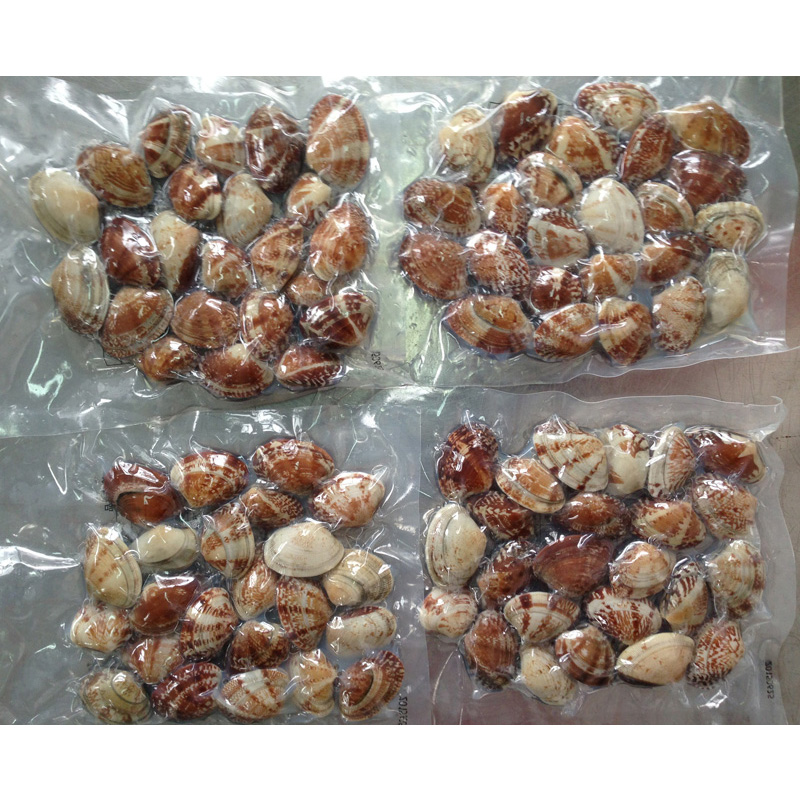 VAKUUM-SHELL-ON-CLAM