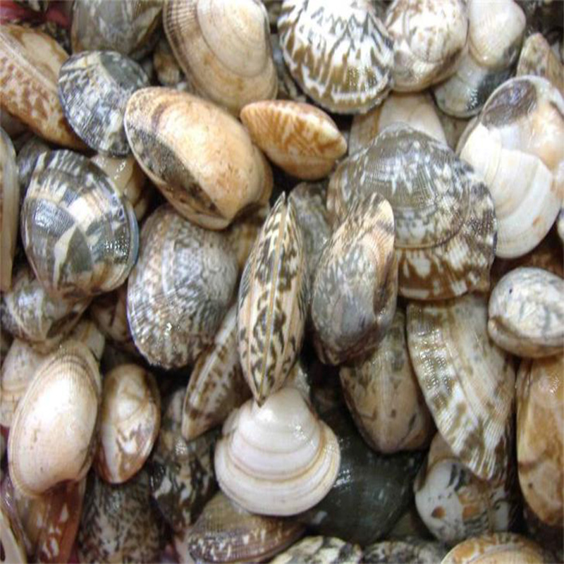 GEFRORENE SHELL-ON-CLAM