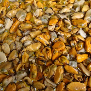 Gefrorenes gekochtes Muschelfleisch