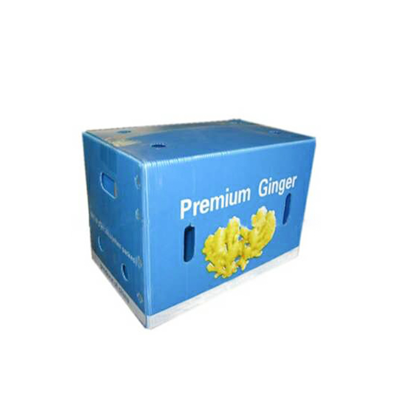 Ingwer Box