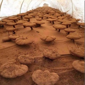 Natürliches hochextriertes Linzhi Ganoderma Lucidum Sporen-Nahrungsergänzungsmittel