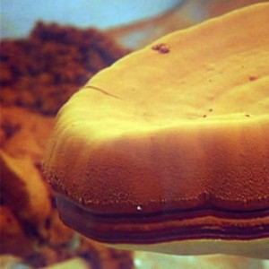 Ganoderma-Sporen