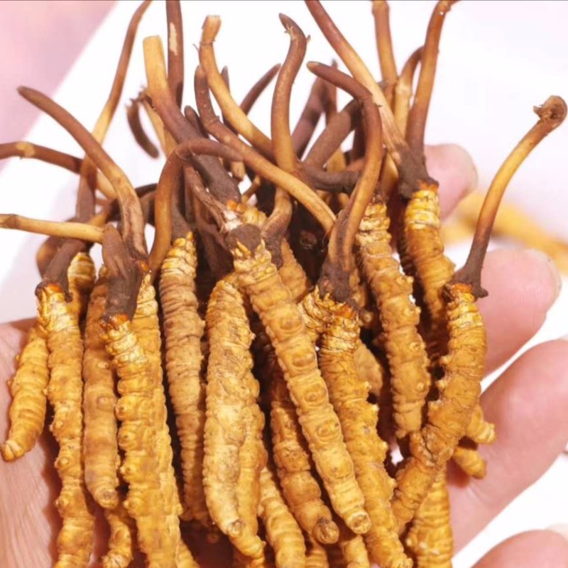 Cordyceps sinensis