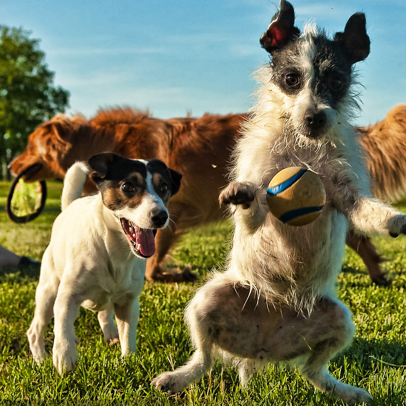 Können Milchhunde trinken?