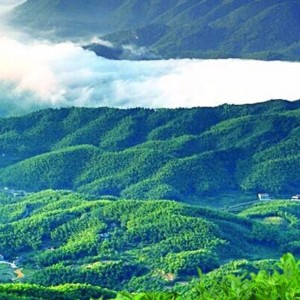 400g fuzhua tee hunan anhua schwarzer tee gesundheits tee