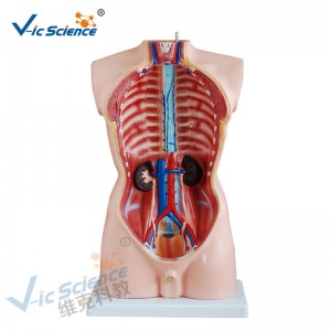 Medizinische Anatomie Menschlicher Körper Modell 85CM Männlicher Torso Modell 19 Teile