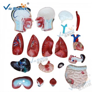 Medizinische Anatomie Menschlicher Körper Modell 85CM Männlicher Torso Modell 19 Teile