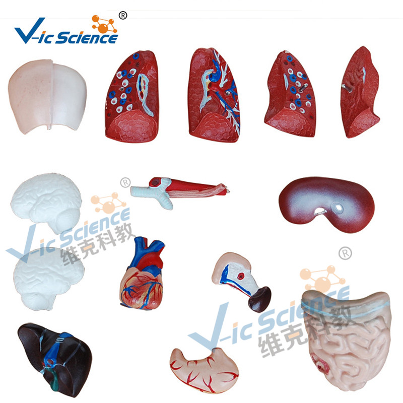 26CM Torso Model 15 Teile Anatomie Körpermodell