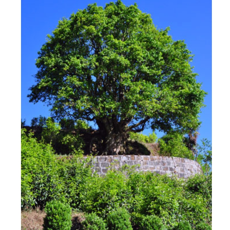 authetic alter baum tee yunnan pu erh tee China schwarzer tee alter baum tee anciet baum tee heide pflege tee