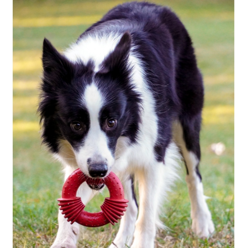 Furjoyz extremer interaktiver Gummihund, der Spielzeug kaut