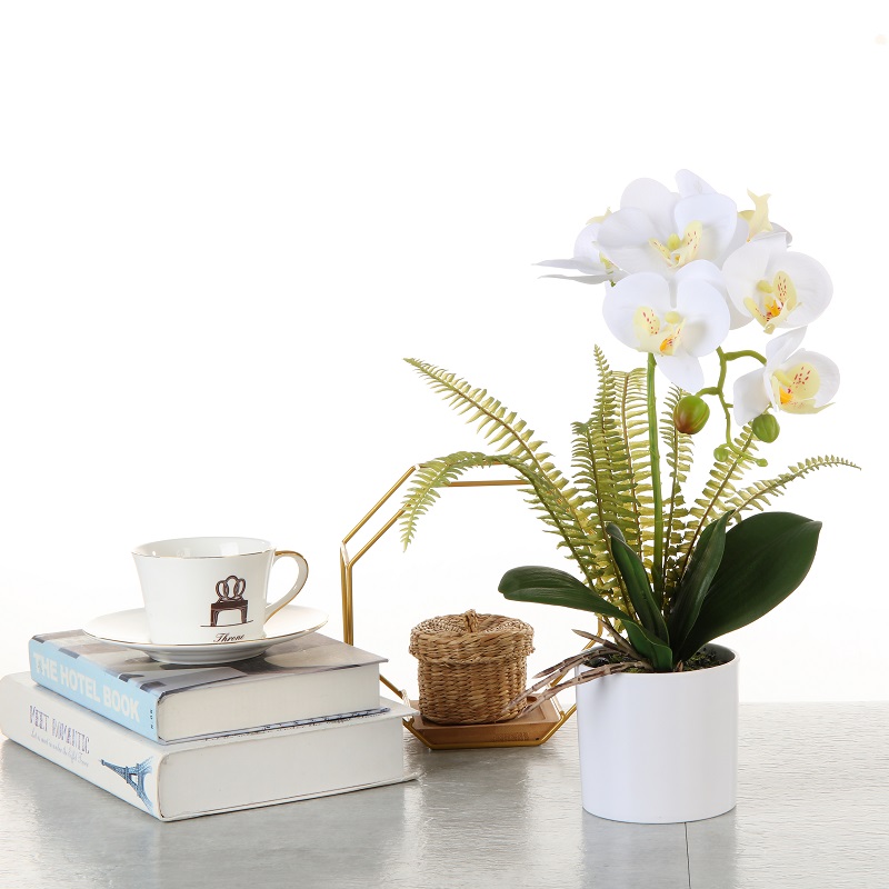Factory Direct Supply Orchidee im Topf