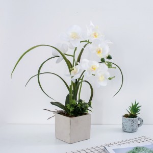 Factory Direct Supply Orchidee im Topf