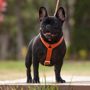 2022 New Style Bunte Hundegeschirr und Leine Set Multi-Point-verstellbarer und Traktionsanschluss Hundegurt