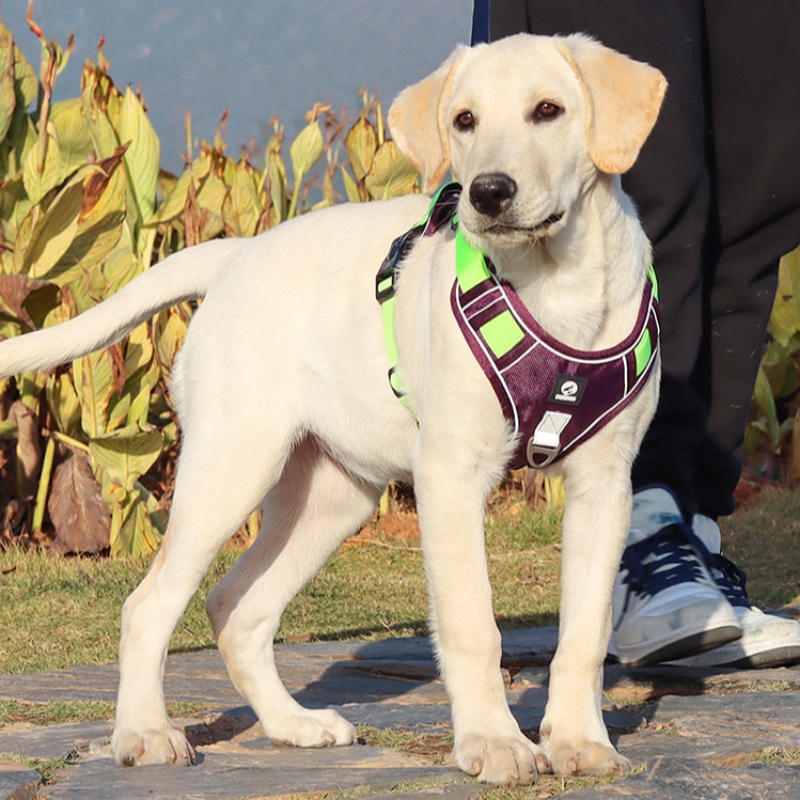 Haustier Lieferant Hund Kabelbaum Weste Hals Verstellbar Kein Zug Hundegurt Taktische Militärdienst Weste