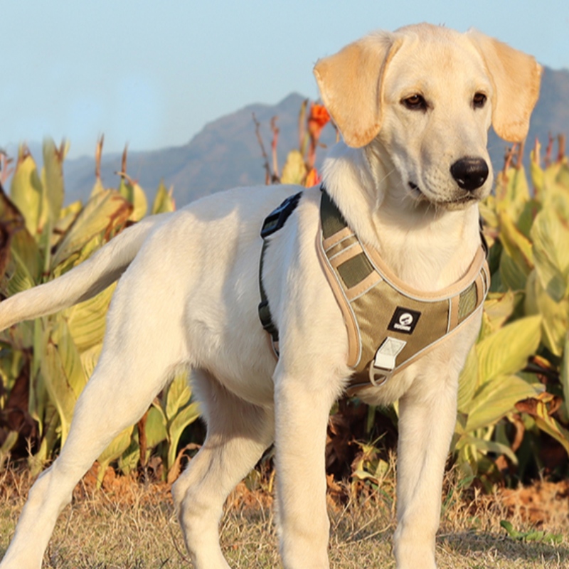 Haustier Lieferant Hund Kabelbaum Weste Hals Verstellbar Kein Zug Hundegurt Taktische Militärdienst Weste