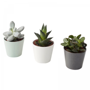 Künstliche Sukkulenten